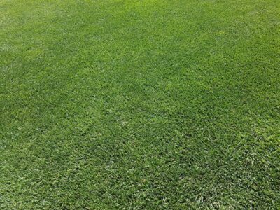Artificial grass supplier North Wales