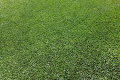 Artificial Grass North Wales