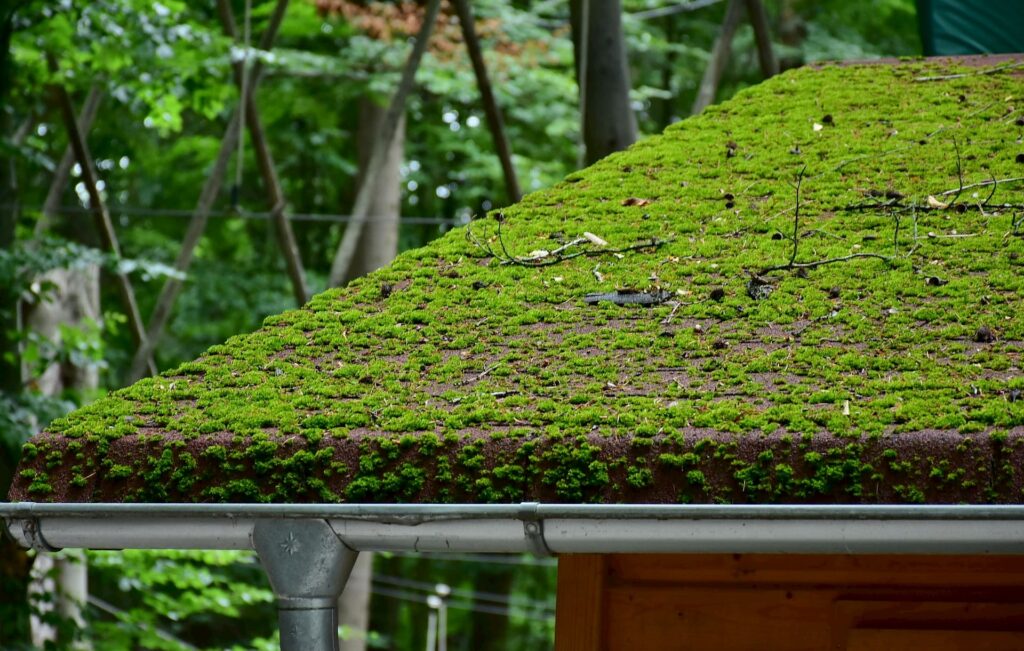 Roof moss cleaning contractor North Wales