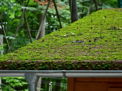 Roof moss cleaning contractor North Wales